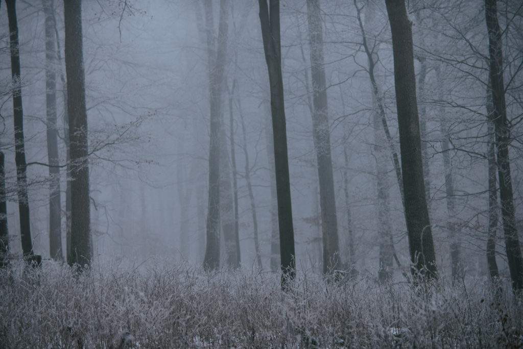 The image depicts a foggy and frosty woodland scene. Tall trees with bare branches suggest it might be winter or late autumn. The fog adds a mysterious or ethereal quality to the photo, partially obscuring the depth of the forest, while the frosted vegetation suggests cold temperatures. The color palette is quite muted, with grays and subtle blues dominating, which contributes to the chilly atmosphere.